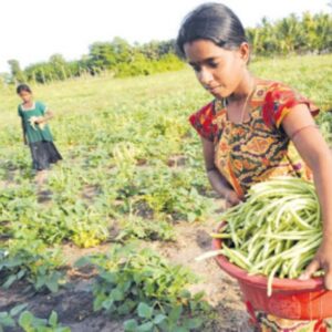 කෘෂිකර්ම අංශයේ රැකියා හා ආර්ථිකයේ ගමන් මග